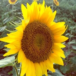 Meet your Posher, Dawn